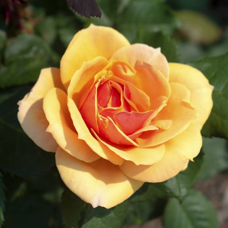 Rose Disco Tango - Slyngrose Courtyard Climber / Barrods.