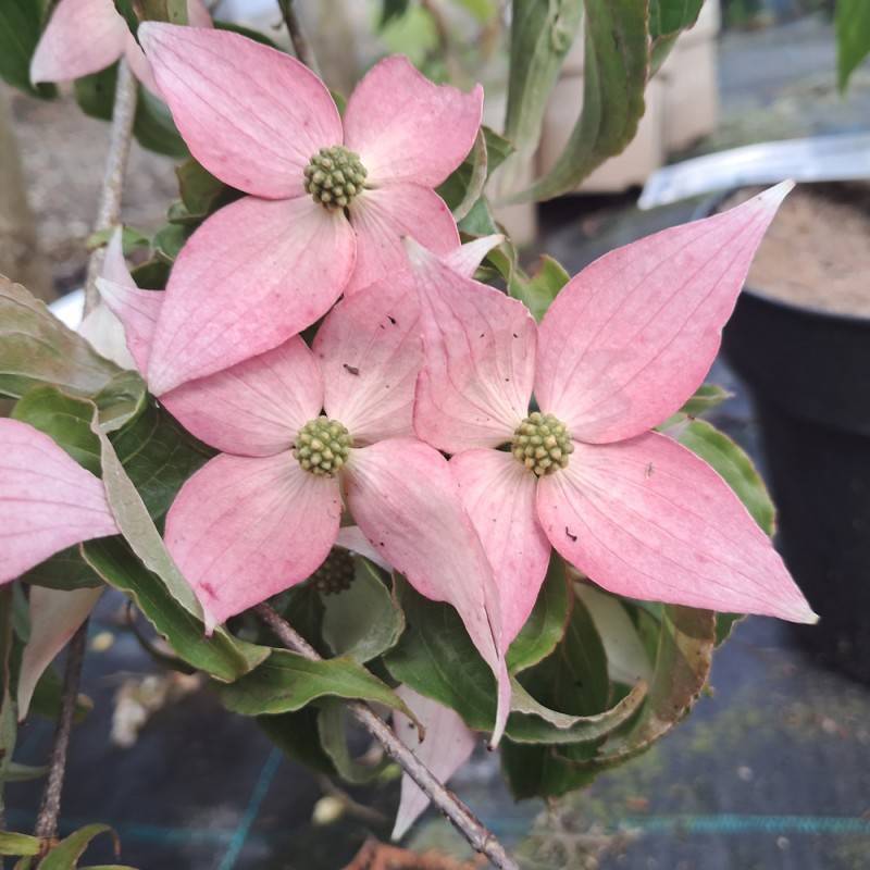 Koreakornel Beni-fuji - Cornus kousa Beni-fuji.