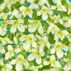 Klätterväxt Klematis Wisley Cream Vit Krukodlad