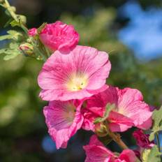 Stokrose 'Red'