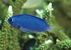 Neon Damsel Pomacentrus coelestis