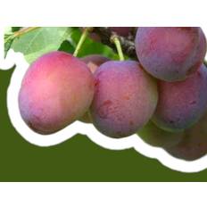 Blommetræ, Prunus Domestica 'Opal' - 10 liter Potte