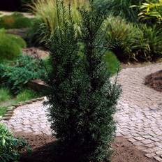 Hybrididegran (Storlek: 30-35 C2)