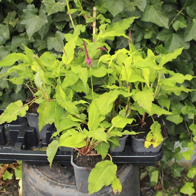 Kerte-pileurt (Persicaria amplexicaulis 'Dark Red')