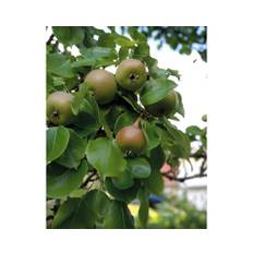 Augustipäron OMNIA GARDEN Pyrus communis inkl. uppbindningskit