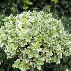 Krybende Benved (Euonymus fortunei 'Emerald Gaiety') Opstammet 60 cm