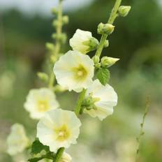 Stokrose 'Yellow'