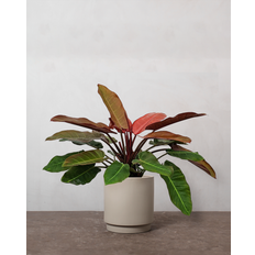 Philodendron 'Prince Of Orange' - 60-80 cm - Simple krukke / Grå / Nej