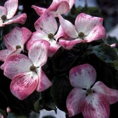 Koreakornel (Cornus kousa 'Satomi') enstammet 200-250 cm