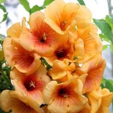 Trompetblomst 'Golden Trumpet'®