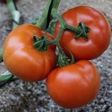 Tomatplante 'Elin' - 'Martina'