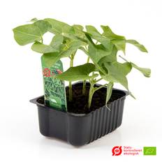 Buskbønne Grøn (Phaseolus Vulgaris 'Processor') Økologisk