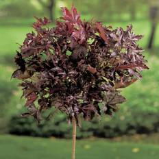 Acer platanoides 'Crimson Sentry', Sh. 120 co, co