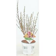 Blærespiræa (Physocarpus 'Tiny Wine Gold')