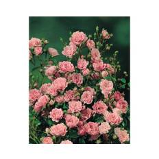 Ros OMNIA GARDEN Rosa 'The Fairy' (Polyantha-Gruppen) 5-pack