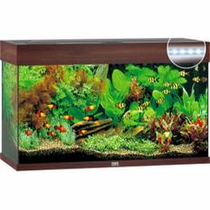 Juwel rio 125 brun