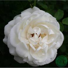 Buskros Nina Renaissance Barrot Vit