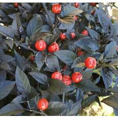 Costa Rica Orange – C. Frutescens