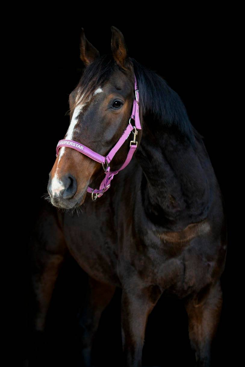 HorseGuard Malva grime - Red Violet Shetland