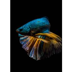 Half turn Poster (50x70 cm)
