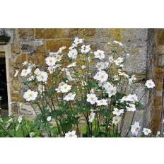 Höstanemon OMNIA GARDEN Anemone hybrida 'Honorine Jobert' 6-pack