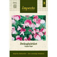 Dvärgluktärt Cupid Pink