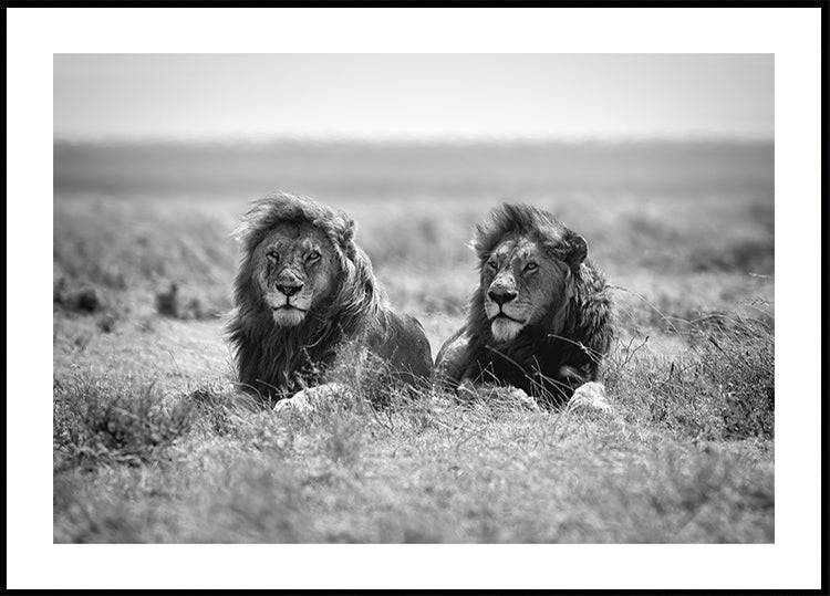 Two kings Poster (30x40cm) - Plakater > Fotografiska Posters, Svart och Vit Posters, Djur Posters, BD