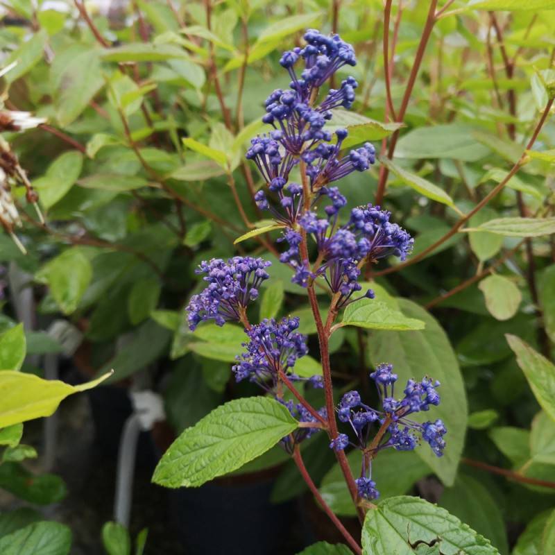 Amerikansk Syren Henri Défossé - Ceanothus delilianus Henri Défossé.