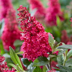 Sommerfuglebusk (Buddleja davidii 'Butterfly Candy Little Ruby') Potte 3 L