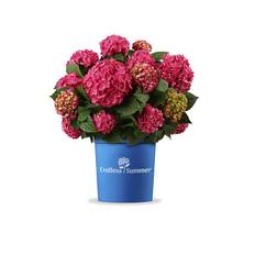 Hortensia (Hydrangea Endless Summer 'Summer Love') XL Rosa - Potte 12 liter