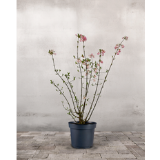 Kejserbusk, Viburnum bodnantense 'Charles Lamont' - 140-160 cm