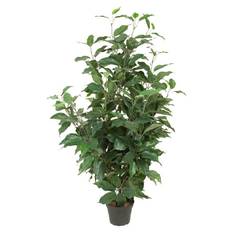 Fikus Benjamin 80cm Mr Plant