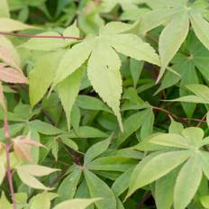 Japansk Løn, Acer pal. 'Osakazuki', 7 liter potte, 120-140 cm