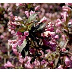 Klokkebusk 'Purpurea'