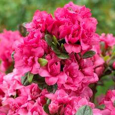 Japansk Azalea