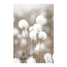 Cottongrass Poster