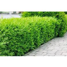 Vinterliguster OMNIA GARDEN Ligustrum vulgare var. italicum 'Liga' 80-120cm 200-pack