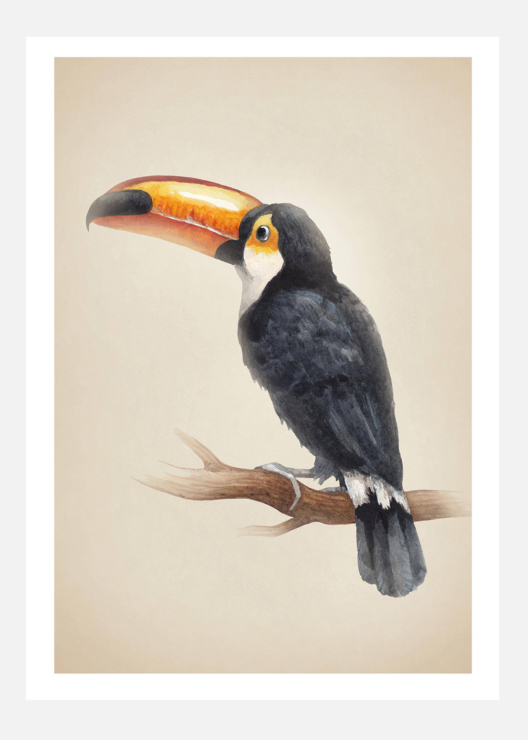 Tropical Toucan Canvastavla (100x140 cm)