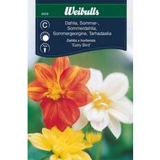 Dahlia sommar
