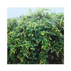 Humle OMNIA GARDEN Humulus lupulus 'Nordbrau' 3-pack