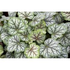 Perenn Alunrot Green Spice Prydnad 3-Pack