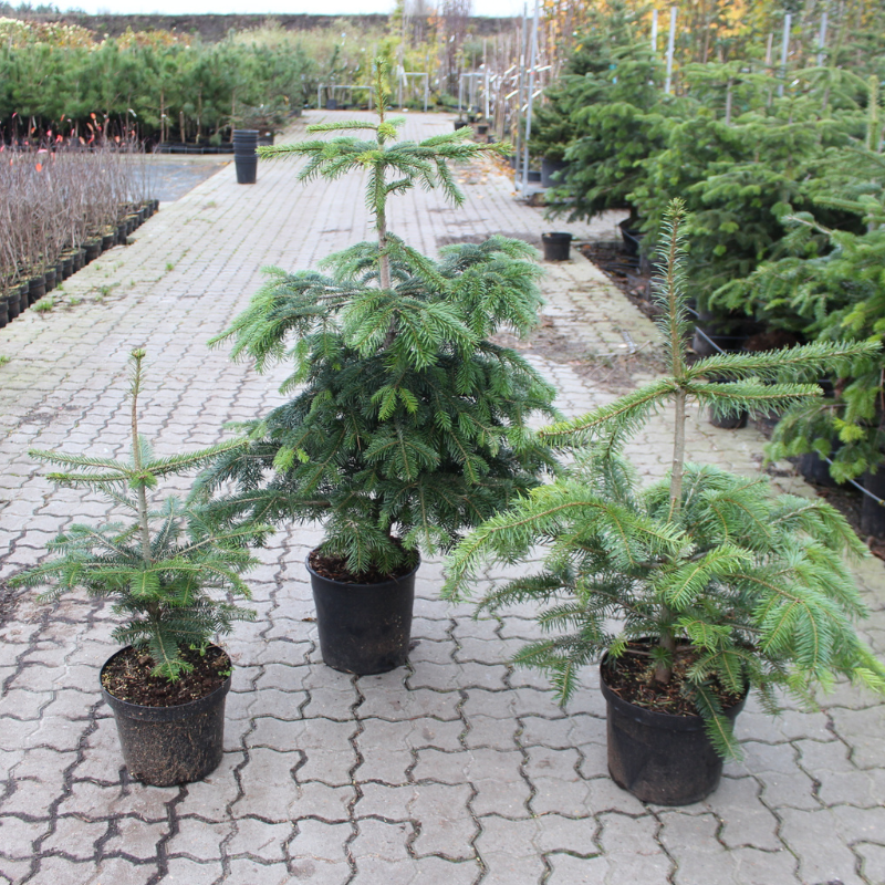 Nordmannsgran (Abies nordmanniana) Klump 250-300 cm XL