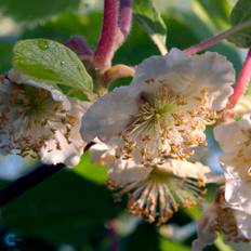 Kiwi (Actinidia chinensis 'Male') hanplante 60-100 cm