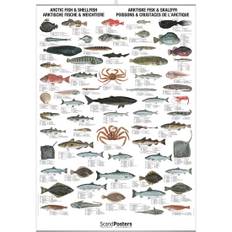 Plakat - Arktiske Fisk og Skaldyr - MED