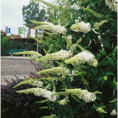 Buske Syrenbuddleja/Fjärilsbuske Vit 3-Pack