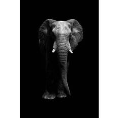 Fotografi Isolated elephant standing looking at camera, Aida Servi, 26.7 × 40 cm