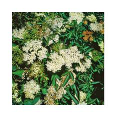 Fläder OMNIA GARDEN Sambucus nigra 20-pack