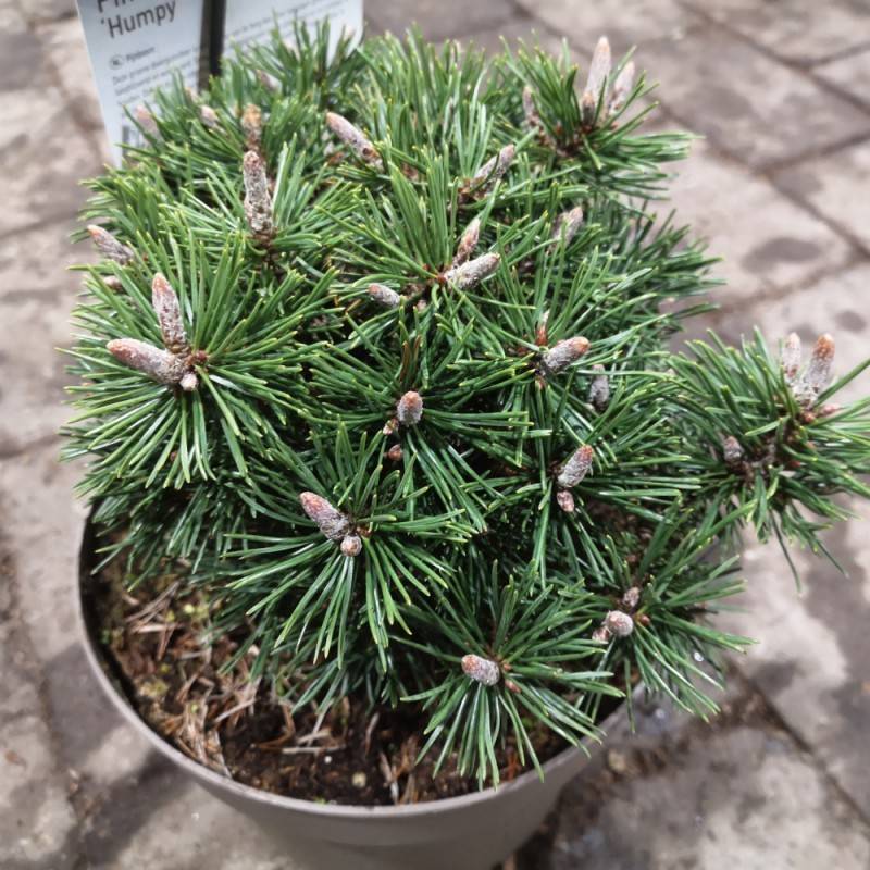 Dværg Bjergfyr Humpy 15-25 cm. - Pinus mugo Humpy.