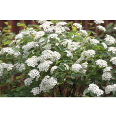 Bukettspirea OMNIA GARDEN Spiraea x vanhouttei 20-pack