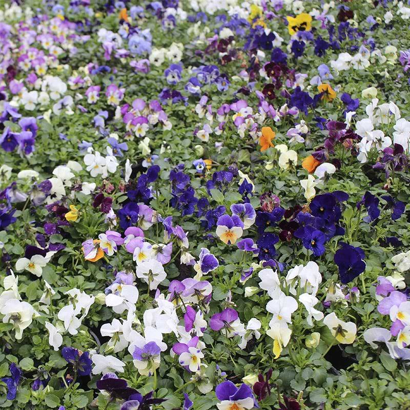 Hornviol Sommerblomst (Viola cornutta) - Blandede Farver